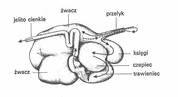 Komory żołądkowe krowy