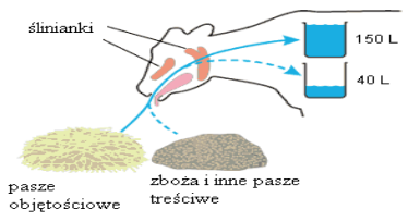 Dlaczego przeżuwanie jest tak ważne?