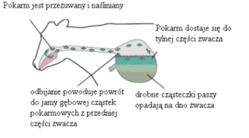 Żwacz i czepiec 